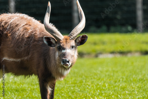 The sitatunga or marshbuck (Tragelaphus spekii) is a swamp-dwelling antelope. They occur in tall and dense vegetation as well as seasonal swamps, marshy clearings in forests and riparian thickets.