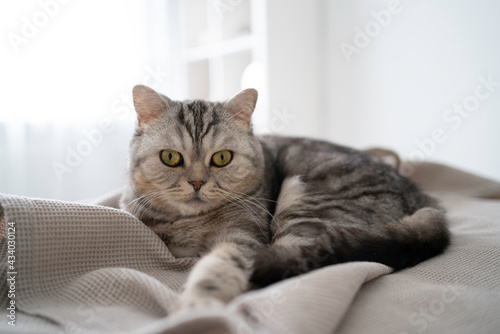 Adorable green eyed grey Scottish cat lying on bed, reaching paw forwards and trying to scratch grey cloth slightly. Pet looking at camera while relaxing at owners home. Domestic animals concept