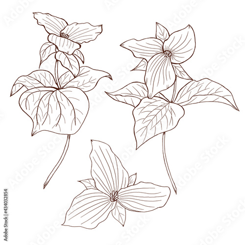 Wild flowers, trullium sketch, black flower line art, botanical sketch, forest flowers illustration