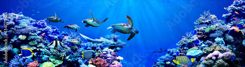 Panorama background of male Sea turtles chasing female sea turtle in beautiful coral reef with tropical fishes