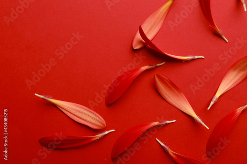 Beautiful fresh gerbera petals on red background, flat lay. Space for text