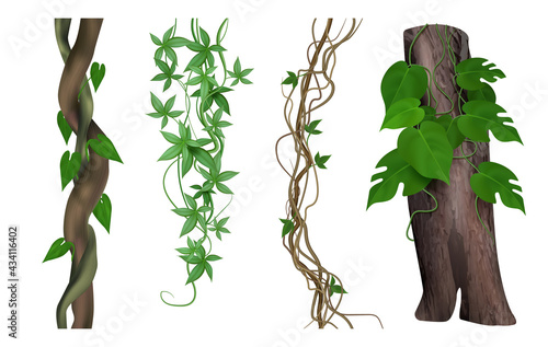 Tropical lianas. Twisted exotic jungle woody plants green climbs tendrils botanical nature objects decent vector realistic pictures