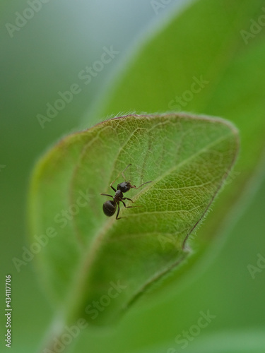 owad,mrówka,ekologia,wiosna,ogród2