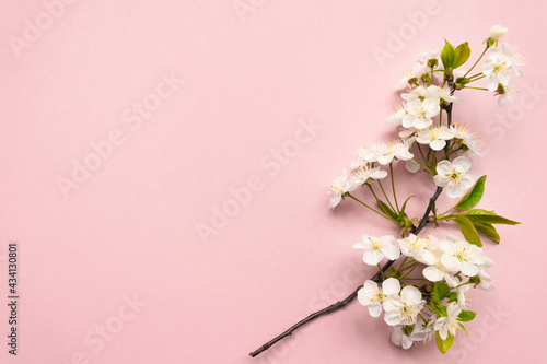 Cherry branch with white blooming flowers and green leaves on a pink background