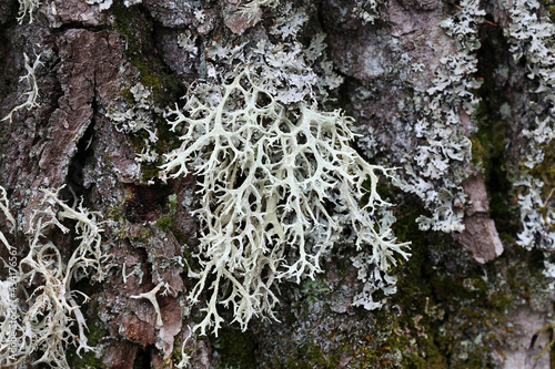 Evernia prunastri, also known as oakmoss, a beautiful lichen used widely in perfume industry as a fixative