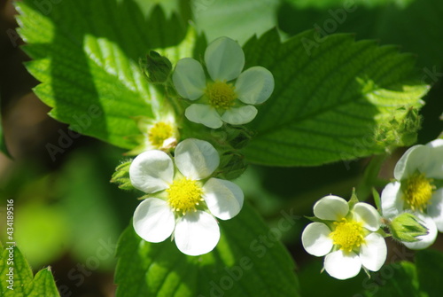 Kwitnąca poziomka (albo truskawka ). Flowering wild strawberry (or strawberry).