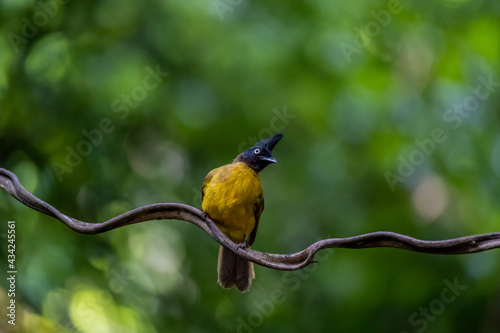 A black-crested bulbul is perching on a horizontal climber.