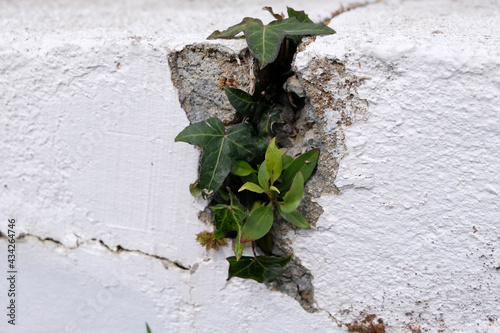 Végétation poussant dans une interstice de mur en gros plan