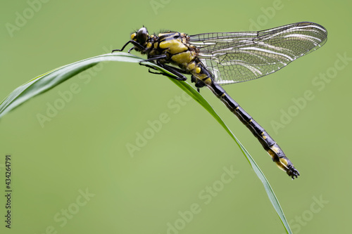 Gemeine Keiljungfer (Gomphus vulgatissimus)