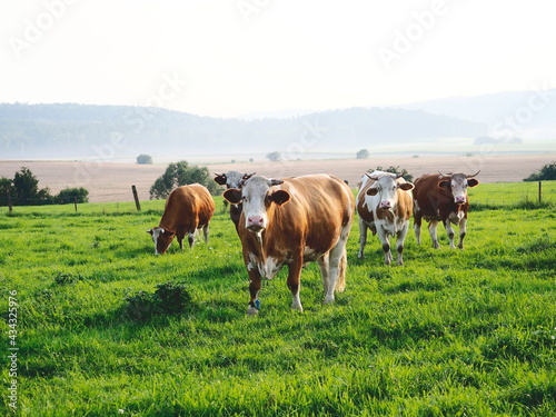 herd of simmental cows on a green summer pasture in the mountains