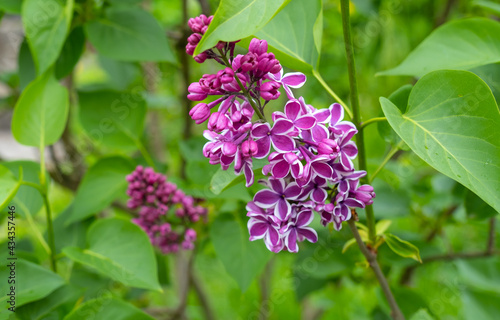 Purple lilac with white border "Sensation"