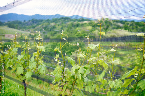 Springtime panorama of the vineyards in the hilly winery Region of Novarese (Piedmont, Northern Italy); this area is famous for its valuable red wines, like Ghemme and Gattinara (Nebbiolo grapes).