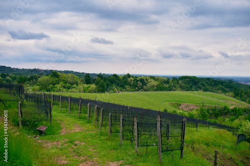 Springtime panorama of the vineyards in the hilly winery Region of Novarese (Piedmont, Northern Italy); this area is famous for its valuable red wines, like Ghemme and Gattinara (Nebbiolo grapes).