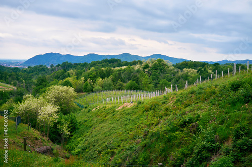 Springtime panorama of the vineyards in the hilly winery Region of Novarese (Piedmont, Northern Italy); this area is famous for its valuable red wines, like Ghemme and Gattinara (Nebbiolo grapes).