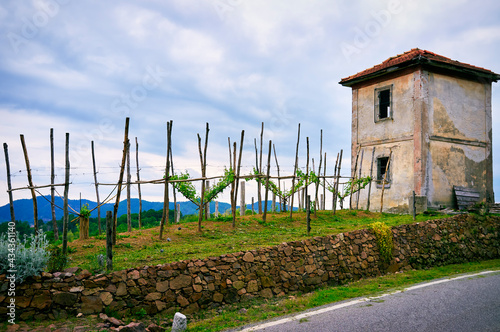 Springtime panorama of the vineyards in the hilly winery Region of Novarese (Piedmont, Northern Italy); this area is famous for its valuable red wines, like Ghemme and Gattinara (Nebbiolo grapes).