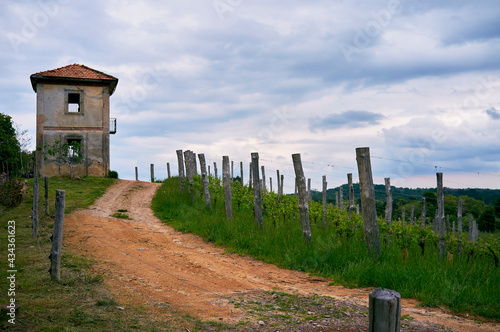 Springtime panorama of the vineyards in the hilly winery Region of Novarese (Piedmont, Northern Italy); this area is famous for its valuable red wines, like Ghemme and Gattinara (Nebbiolo grapes).