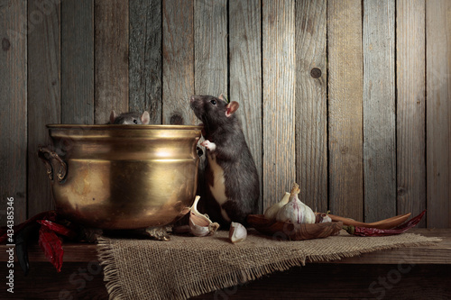 Rats on a table with old kitchen utensils.