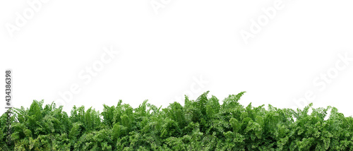 Tropical foliage plant bush nature frame layout of Fishtail fern or forked giant sword fern (Nephrolepis spp.) the shade garden landscaping shrub plant on white background with clipping path.