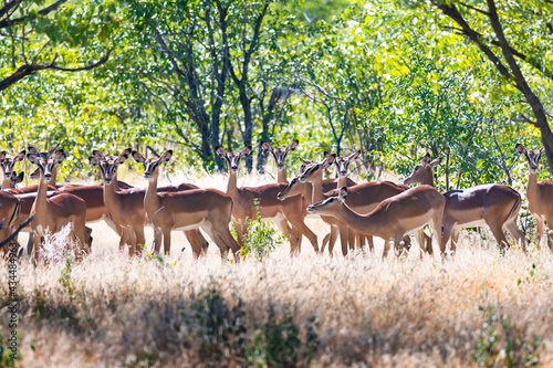 A herd of black-faced impala