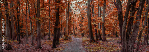 Panorama of a red colored forest in autumn