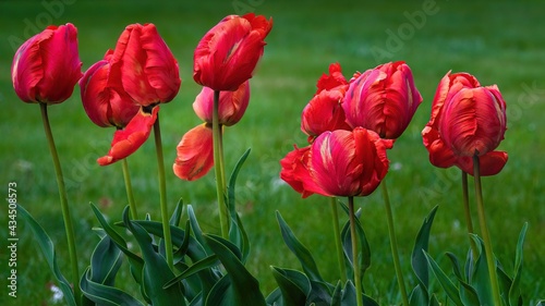 Czerwone wiosenne tulipany na tle drzew i trawy