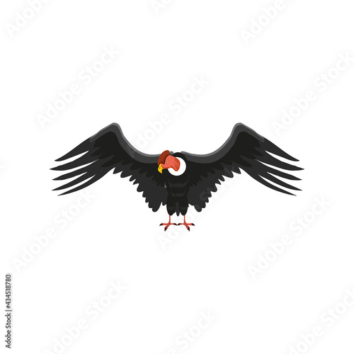 condor bird animal
