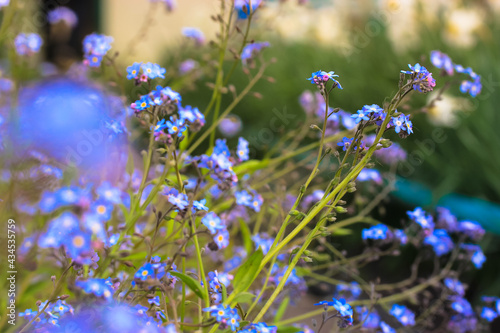 Beautiful forget-me-not (Myosotis scorpioides) flowers. Charming five-petaled blue blooms in spring. Flowering plants in the garden, flower bed. Native wildflowers in flowering garden. Plants care.