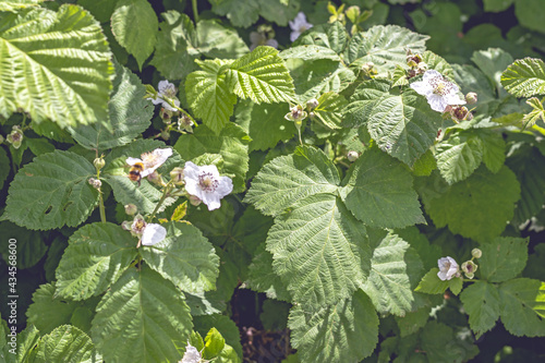 dewberry bush leaves and flowers,in May in the Italian Lazio region