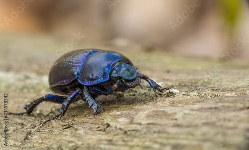 A dung beetle (Geotrupes stercorarius) in a beautiful coat. 