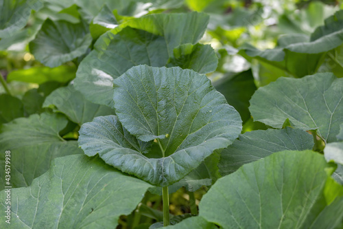 Burdock leaf. A genus of biennial plants of the Asteraceae family. Bright juicy leaf in the daytime