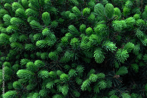 fresh green growths on fir trees