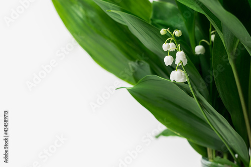 Green blooming lilies of the valley may in a vase on a white background with a place for text or inscription