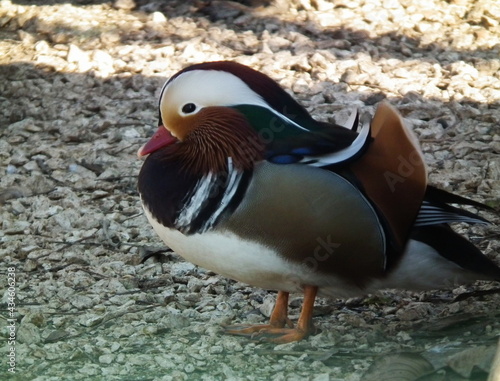 Kaczka mandarynka (Aix galericulata) samiec kaczor.