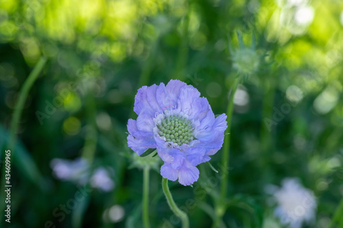 Scabiosa caucasica caucasian pincushion flowers in bloom, scabiosus flowering ornamental plant