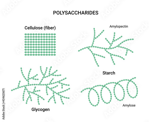 Vector illustration of polysaccharides examples. Starch, glycogen, and cellulose