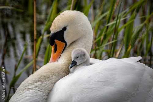 A Swan with a Cygnet Nuzzled Beneath her Feathers