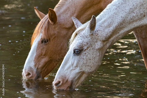 Band of wild horses in the Arizona desert drinking water and eating food