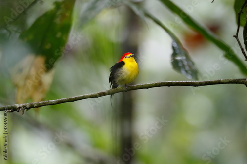 Wire-tailed Manakin/This is a wild bird photo that was taken in Ecuador sachaloge.