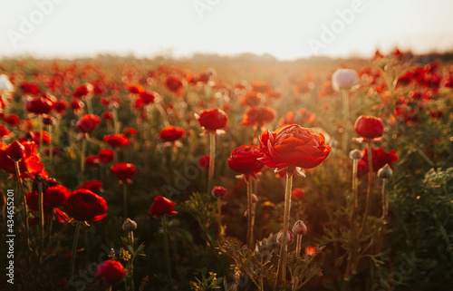 field of red flowers