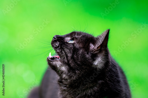 głowa czarnego kota w zbliżeniu