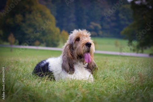 Grand basset griffon vendeen dog lie on the grass in the park with trees and road behind him. Inactive domestic animal resting on a meadow with open mouth.