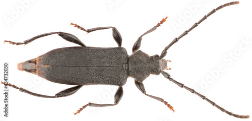 Ropalopus macropus is a species of long-horned beetle in the family Cerambycidae. Dorsal view of isolated longicorn beetle on white background.