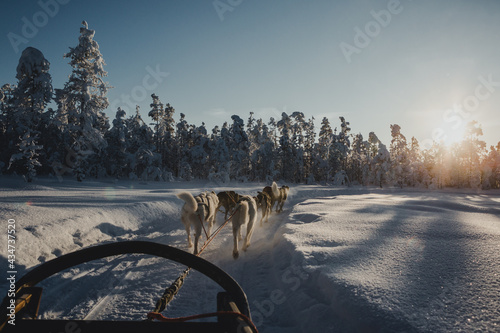 Psi zaprzęg, Laponia, Finlandia