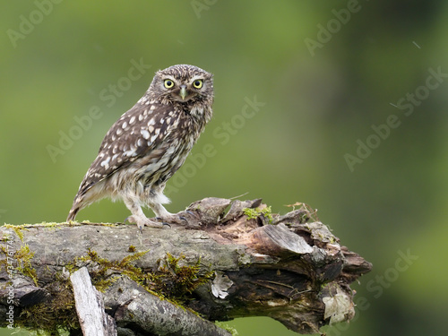 Little owl, Athene noctua