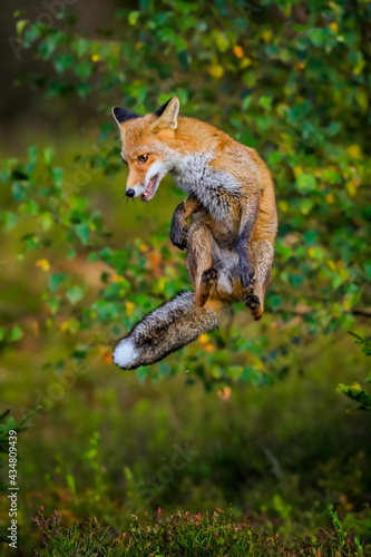 Close-up portrait of a red fox jumping in a dynamic position with a wide smile directly against the photographer. Natural environment. Vulpes vulpes