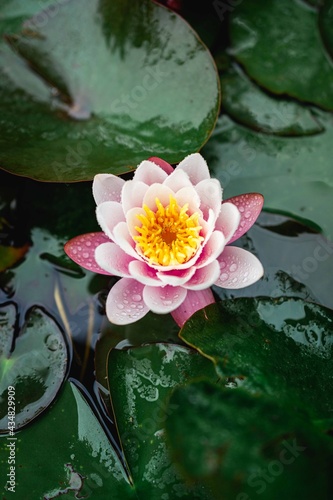 fiore di loto in uno stagno