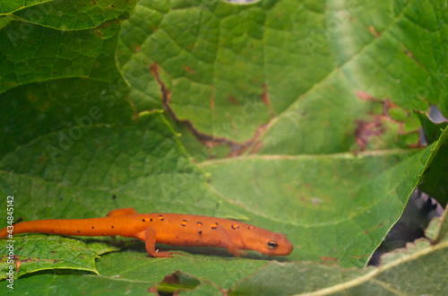 Eastern red spotted newt 10