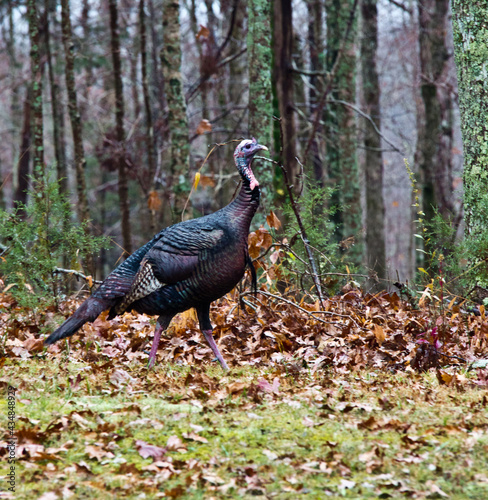 Turkey slinking through the woods