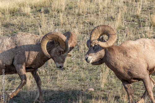 bighorn rams squaring off