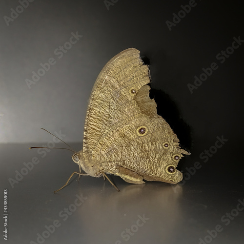 Common Evening Brown butterfly - Melanitis leda